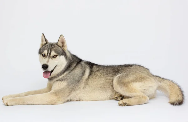 Сибирская Хаски Собака Лежит Белом Фоне — стоковое фото