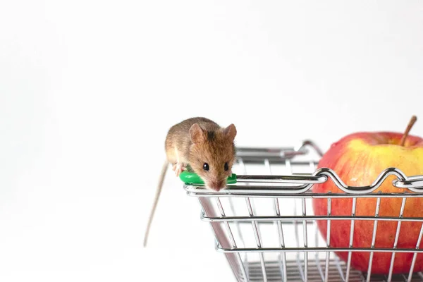 Мышь Сидит Яблока — стоковое фото