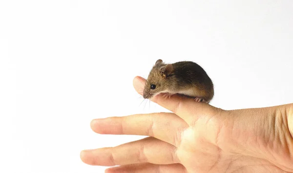 Ratón Gris Aislado Sobre Fondo Blanco — Foto de Stock