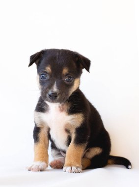 Şirin köpek yavrusu. Beyaz arkaplanda portre