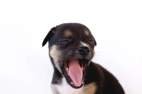 Cachorrinho Super Animado Gritando Alegria Pequeno Cachorro Cansado Está Bocejando — Fotografia de Stock