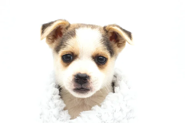Lindo Cachorro Sobre Fondo Blanco —  Fotos de Stock
