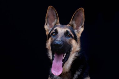Siyah arkaplan önünde Alman Çoban Köpeği portresi