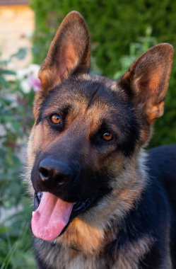 Alman çoban köpeği çiçek kokulu çiçeklerin arka planında. Bir çobanın portresi.