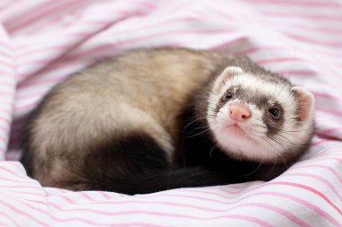 Dağ gelinciği yatakta uyuyor.