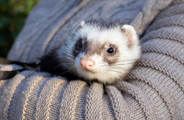 Siyah beyaz gelincik kürklü bir kızın ellerinde.