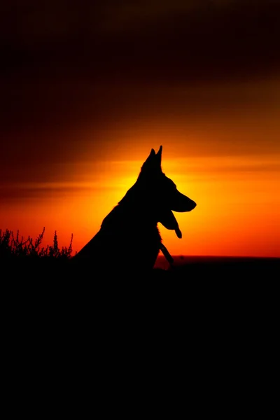 美丽的狗在日出与蓝色和橙色背景轮廓 — 图库照片