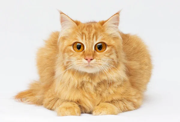Cute Red Scottish Cat Funny Grimace Unreal Eyes — Stock Photo, Image