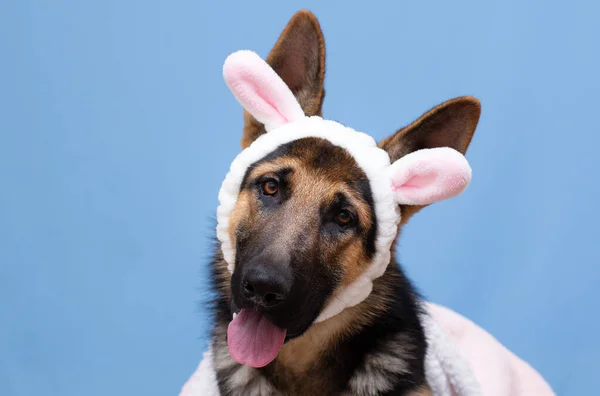 Lustiger Schäferhund Mit Hasenohren Auf Dem Kopf — Stockfoto