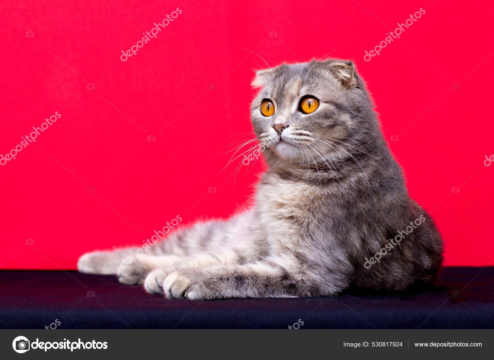 Cute Scottish Fold Cat Orange Eyes Lay Red Black Background
