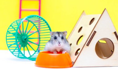 Küçük şirin bir hamster, sarı arka planda kasesi ve tekerleği olan küçük bir evde yaşıyor.