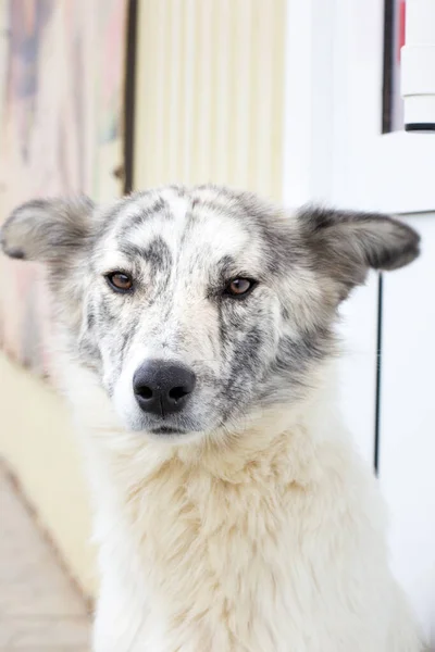 Szabadtéri Hajléktalan Kutyák Portréja — Stock Fotó