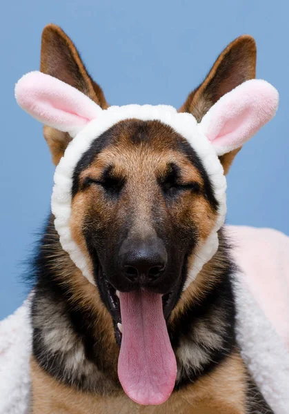 Lustiger Hund Mit Hasenohren Und Geöffnetem Maul Auf Blauem Hintergrund — Stockfoto