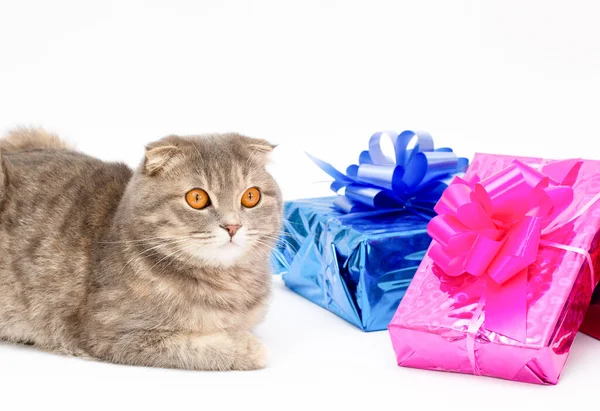 Śmieszne Szkocki Krotnie Kot Czerwonym Niebieskim Różowym Pudełku Prezent — Zdjęcie stockowe