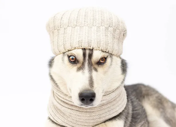 Cão Peludo Está Usando Chapéu — Fotografia de Stock