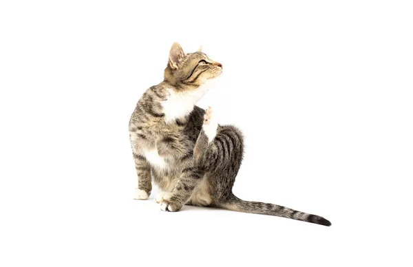 Načechrané Šedá Krásná Koťátka Cat Svědí Blechy Izolované Bílém Pozadí — Stock fotografie