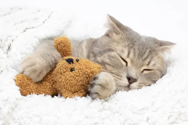 Sluiten Schattige Tabby Schotse Vouw Kat Knuffelen Bruine Teddybeer Terwijl — Stockfoto