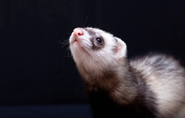 Крупним Планом Портрет Смішні Ferret Дивлячись Камеру Ізольовані Чорному Фоні — стокове фото