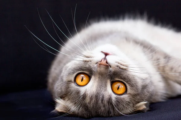 Gri (gri, mavi) Komik İskoç kedisi Büyük sarı gözlü siyah arka planda düşük tuşlu.