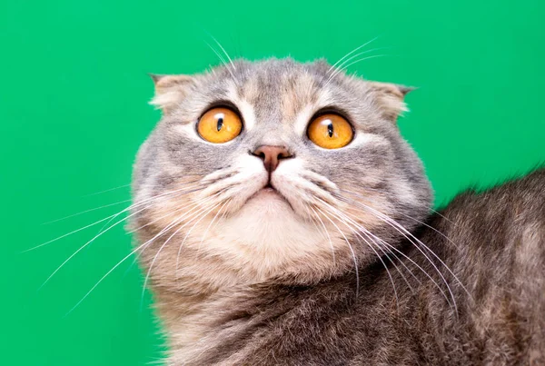 Scottish Krotnie Kot Duże Żółte Oczy Zielonym Tle — Zdjęcie stockowe