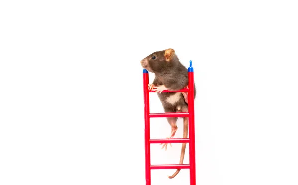 Rata Negra Divertida Con Escalera Sobre Fondo Blanco — Foto de Stock