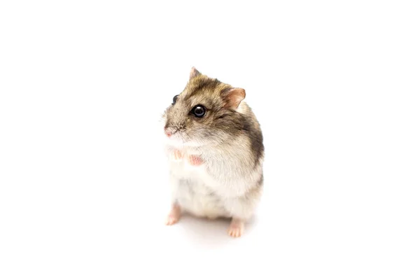 Beyaz Arka Planı Olan Hamster — Stok fotoğraf