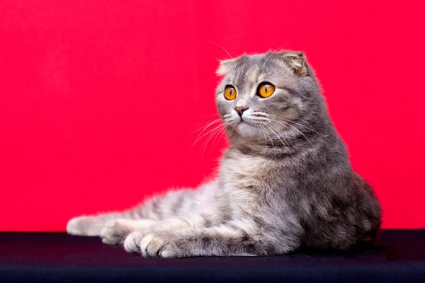 一只长着橙色眼睛的可爱的苏格兰猫躺在红黑相间的背景上 — 图库照片