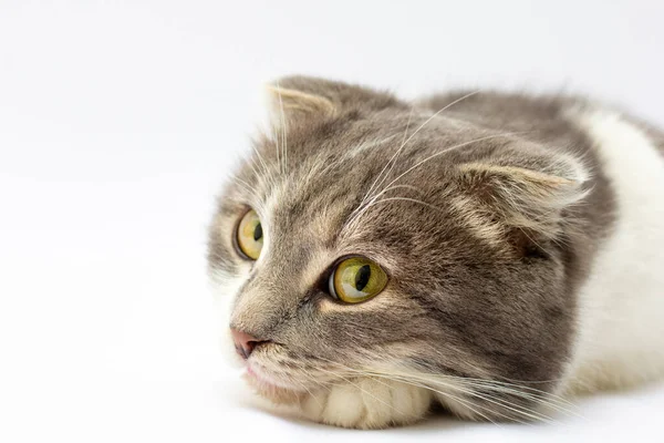 Portrét Skotské Klapouché Kočky Ležící Světle Šedém Pozadí — Stock fotografie