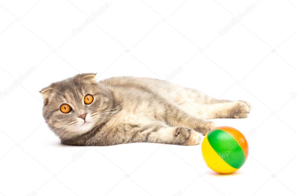 A scottish fold young cat laying down and playing with a soft ball. Isolated on white.