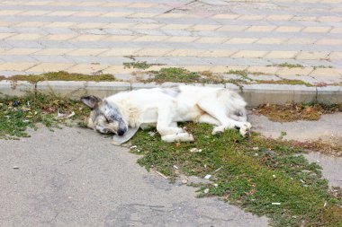 Zavallı köpek yerde uyuyor.