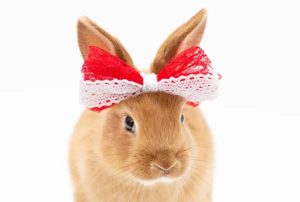 Brown Baby Rabbit Red Bow White Background — Stock Photo, Image