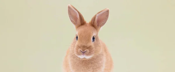 Red Bunny Rabbit Sitting Background Isolated — Stock Photo, Image