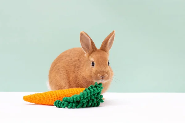 Red Bunny Rabbit Portrait Carrot Looking Frontwise Viewer White Background — Stockfoto