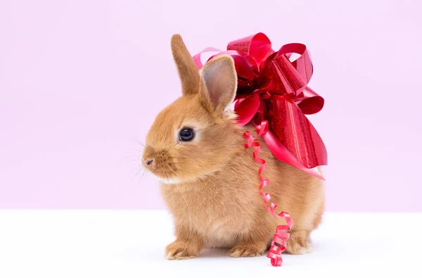 粉红背景上有弓的兔子 — 图库照片
