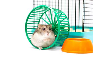 hamster tekerlek içinde çalışan