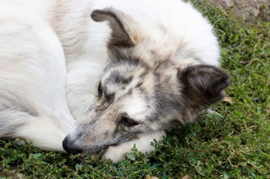 Köpek çimento zeminde yatıyor. Pis, evsiz, hasta köpekler.