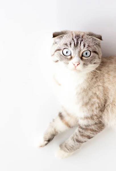 Gato Gris Con Hermosos Ojos Azules Está Sentado Suelo Vista — Foto de Stock