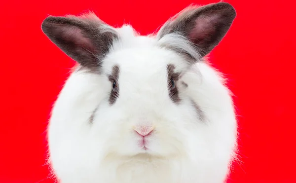 Conejo Blanco Negro Sobre Fondo Rojo —  Fotos de Stock