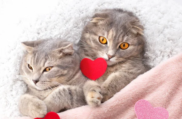 Söta Två Skotska Veck Katter Som Ligger Med Röda Och — Stockfoto