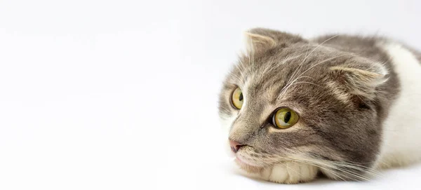 Close Scottish Fold Cat Year Old Front White Background Banner — Stock Photo, Image