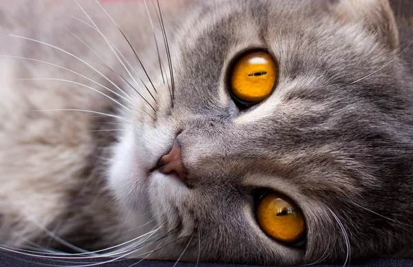 Retrato Gato Cinza Escocês Dobra Olhos Laranja — Fotografia de Stock