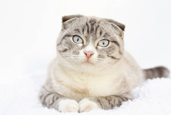 Podlaze Sedí Šedá Kočka Krásnýma Modrýma Očima Pohled Shora Mezinárodní — Stock fotografie
