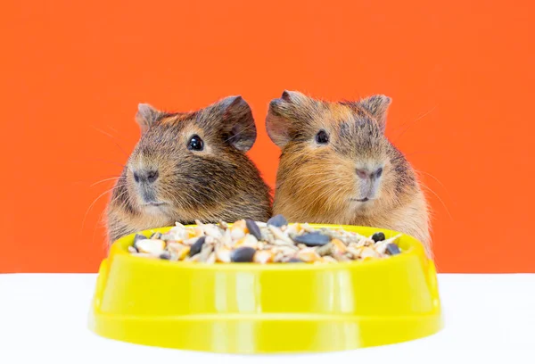 Guinea Pig Orange Background Food — Fotografia de Stock