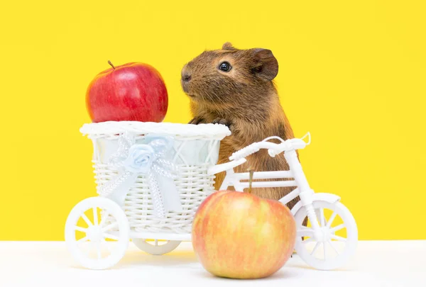 Mignon Cobaye Drôle Avec Vélo Pommes Fond Mural Jaune Ménage — Photo