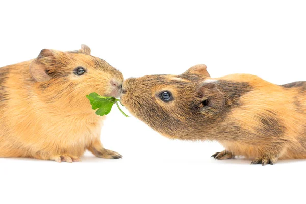 Heure Déjeuner Deux Charmants Cobayes Mangeant Des Légumes Verts Juteux — Photo