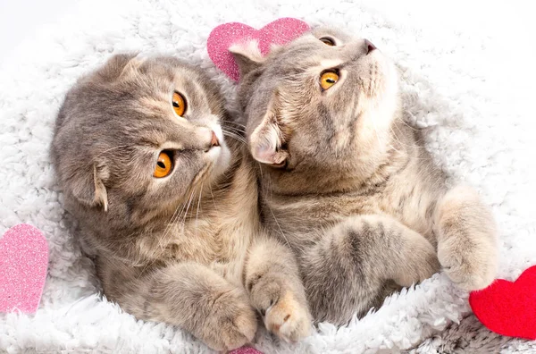 かわいい2匹の猫が赤とピンクのハートで寝そべっている純血スコットランドの折り目ベッドの上の猫愛の概念は あなたを行方不明 愛猫壊れた心を 感じて — ストック写真