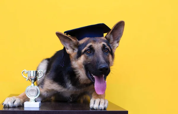 若いですふわふわドイツの羊飼い犬で学生帽子ともに自分の金アップ隔離された黄色の背景 — ストック写真