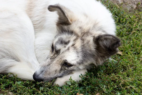 Köpek çimento zeminde yatıyor. Pis, evsiz, hasta köpekler.