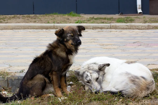 Perro Están Acostados Suelo Cemento Sucio Sin Hogar Pobres Perros —  Fotos de Stock