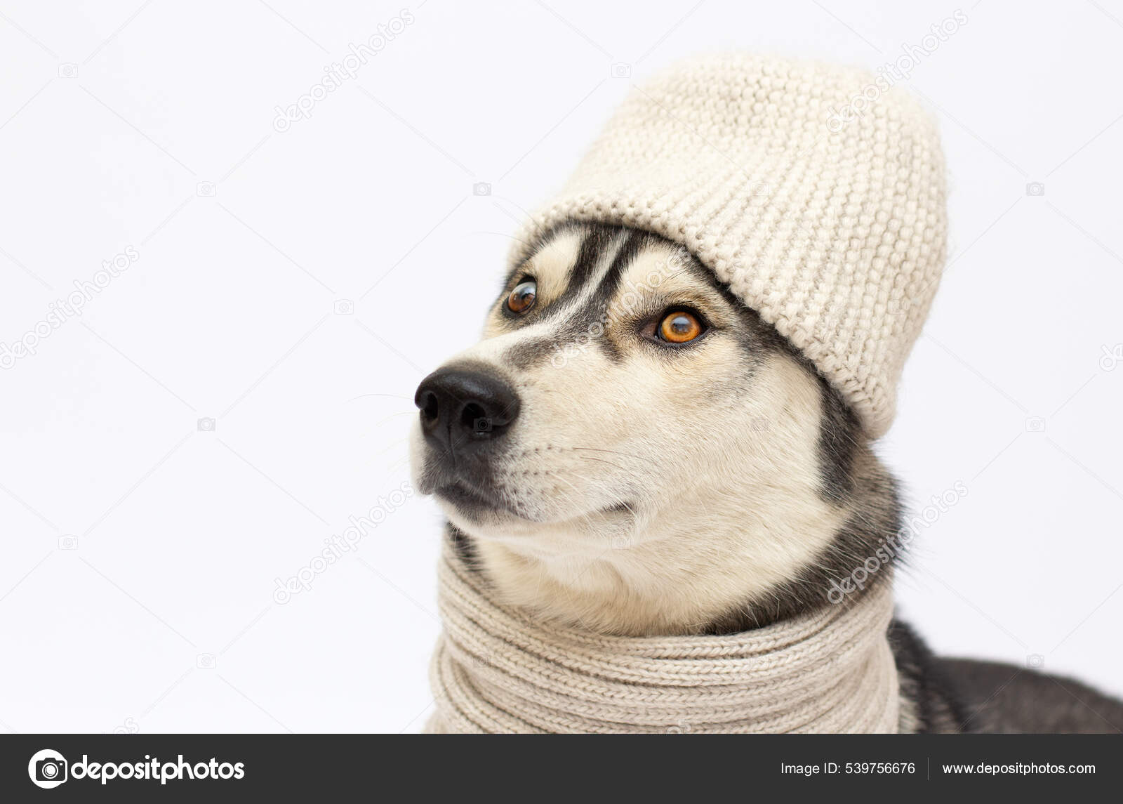 Siberian husky hat 2025